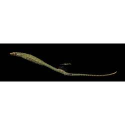 Side view of long, narrow brown pipefish.