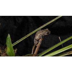 Grey-brown frog on reeds.