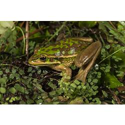 Green and brown frog on damp vegetation