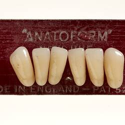 Row of six off white teeth on maroon card.