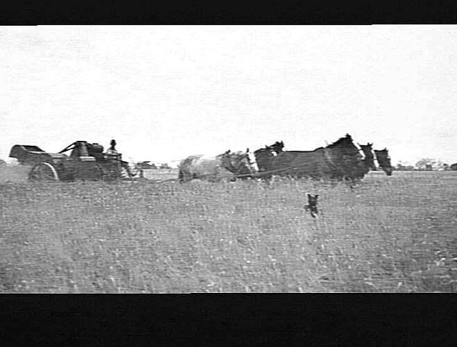 THESE THREE PHOTOS TAKEN 1920 ON MR F.W.MURDOCK'S FARM, QUAMBATOOK.