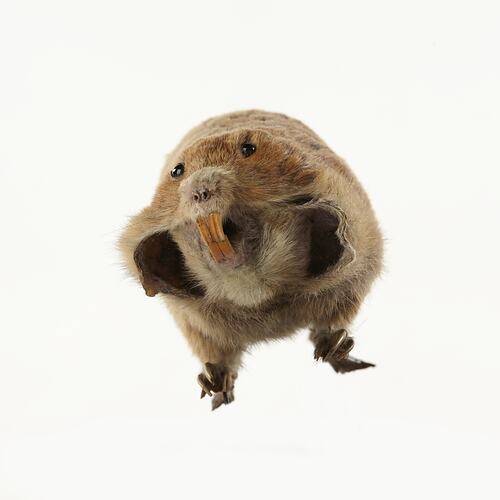 Front view of taxidermied gopher specimen with cheek pouches held open.
