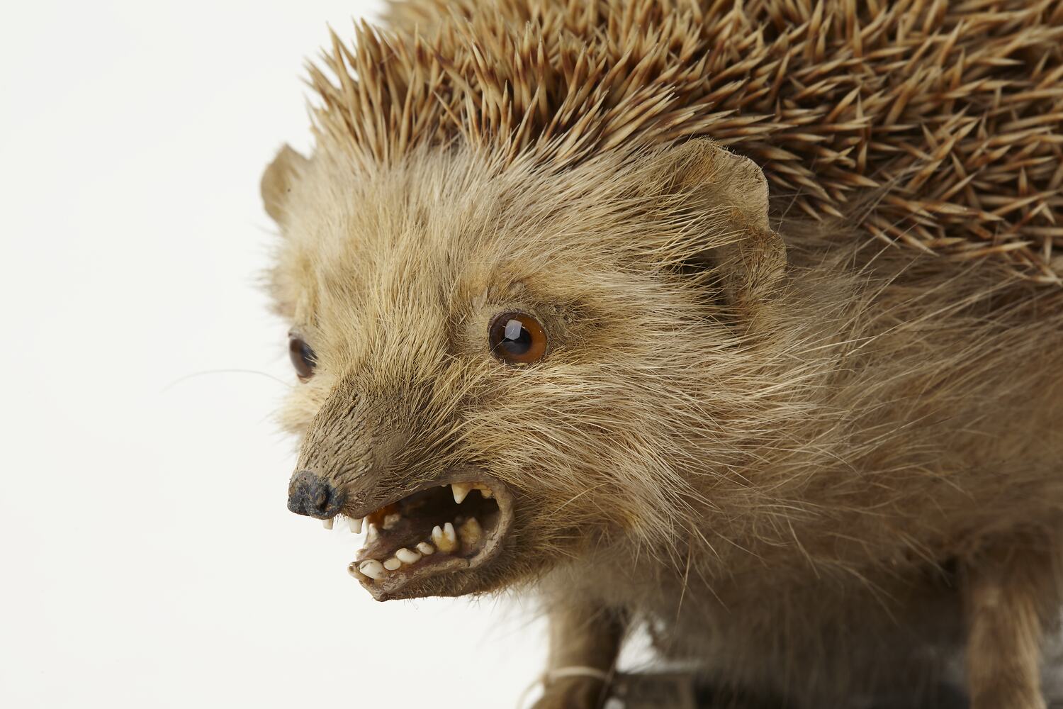 Taxidermy Mount - North African Hedgehog, Atelerix algirus (Lereboullet