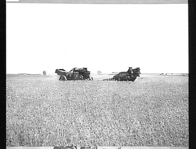 4 PHOTOS TAKEN AT MR. J. STODDART'S FARM, OUYEN: HEADER AFTER DOING OVER 200 ACRES AND PULLED WITH 5 HORSES, 7 BAGS PER ACRE