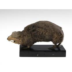 Side view of blind mole rat specimen mounted on wooden base.