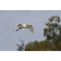 Large white bird in flight.