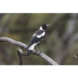 Black and white bird standing on branch.