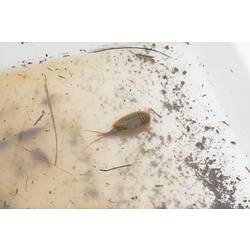 Tadpole Shrimp in collection tray.