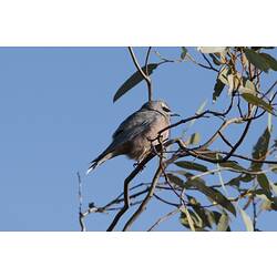 <em>Artamus superciliosus</em>, White-browed Woodswallows. Hattah National Park, Victoria.