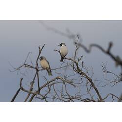 <em>Artamus personatus</em>, Masked Woodswallows, Hattah National Park, Victoria.