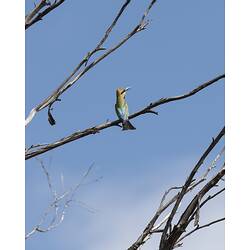 <em>Merops ornatus</em>, Rainbow Bee-eater. Wyperfeld National Park, Victoria.