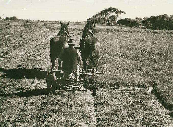 Rear view of man driving a two horse drawn hay mower.