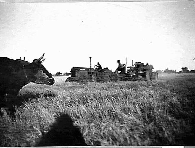 RICE HEADER, AREA 100 ACRES YIELDED 120 BUSHELLS PER ACRE DAILY AVERAGE OF APPROXIMATELY 4 ACRES, WORKING TIME 11.00 AM TO 4.00 PM. MACHINE ON SKIDS (FORECARRIAGE AND MAIN WHEEL)