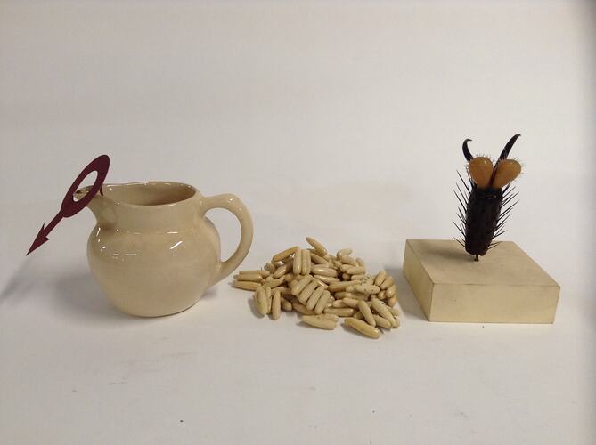 Model of house fly exhibit. Jug, larvae, fly leg model.