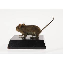 Taxidermy Mount - Wood Mouse, <em>Apodemus sylvaticus</em>