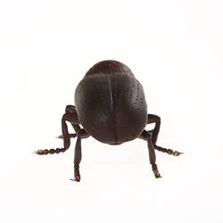 Brown beetle. Back view.
