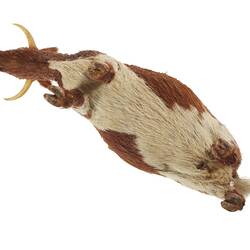 Model of brown and white cow. View from below.
