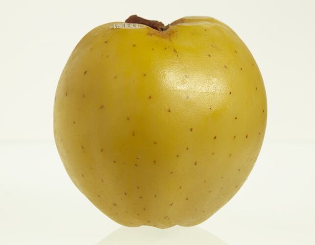 Yellow apple with brown spots model. Profile.