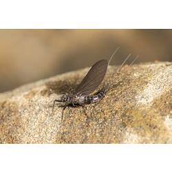 <em>Nousia fuscula</em> Navas, 1918