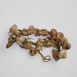 Yaghan shell necklace collected by Baldwin Spencer and Jean Hamilton during their fieldtrip, 1929.