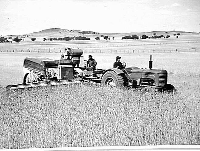 12 FT. SUNSHINE NO. 4 P.T.O. HEADER WITH WITH BAGGING PLATFORM, SHEET IRON ELEVATOR, ARRANGED TO SUIT PLATFORM AND A 30 BUSHEL GRAIN-BOX. S.M-H NO. 203 TRACTOR. HARVESTING A 15-BAG CROP OF `MAGNET' WHEAT ON PROPERTY OF MR. R. FISH, DOOKIE, VIC: DEC 1945