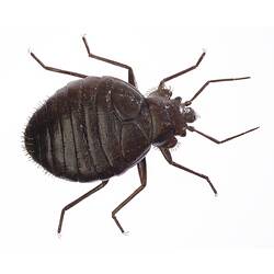 Bed Bug model dorsal view