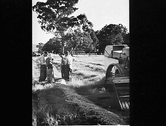 ASSOCIATE PROFESSOR G.W.LEEPER (LEFT), AND PROFESSOR S.M. WADHAM (SECOND FROM THE RIGHT) OF MELBOURNE UNIVERSITY, FACULTY OF AGRICULTURE, DISCUSSING THE MERITS OF THIS METHOD OF HARVESTING PHALARIS WITH MR JAMES, FARMER, AND MR SHEA, OF THE SUNSHINE HARVE
