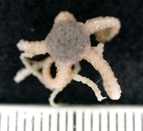 Back view of cream-grey brittle star on black background with ruler.