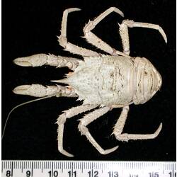 Back view of white squat lobster on black background with ruler.