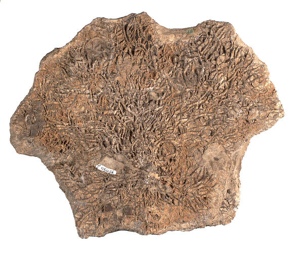 <em>Halysites escharoides</em>, fossil coral. [P 115456]