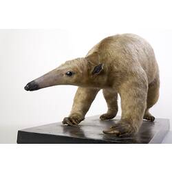 Cream-coloured long-nosed mammal specimen.