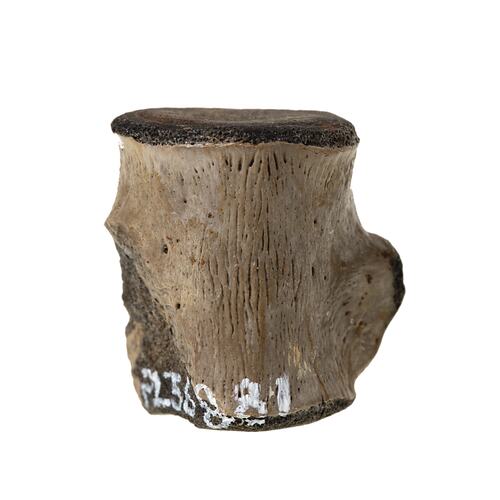 <em>Champsosaurus</em> sp. [P 160545]