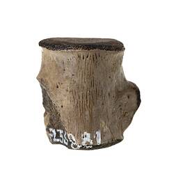 <em>Champsosaurus</em> sp. [P 160545]