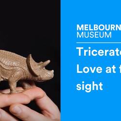 Triceratops: Love at first sight