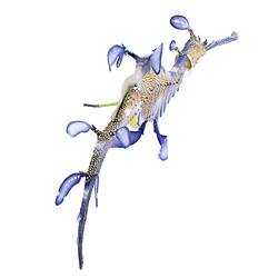 <em>Phyllopteryx taeniolatus</em>, Common Seadragon, model. [A 31861-3]