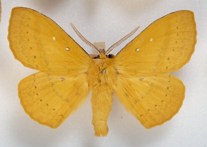 <em>Anthela nicothoe</em>, Urticating Anthelid Moth, male. [HET 1372]