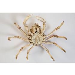 <em>Leptomithrax gaimardii</em>, Giant Spider Crab. [J 46721.9]