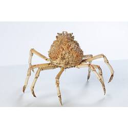 <em>Leptomithrax gaimardii</em>, Giant Spider Crab. [J 46721.13]