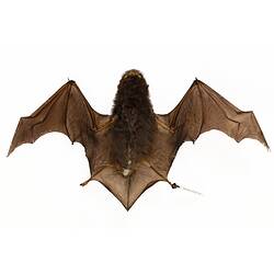 Bat specimen with wings spread.