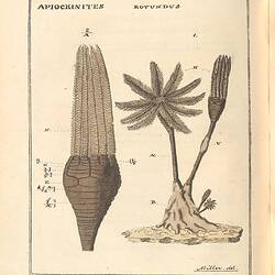 Black printed illustration of fossils on a cream background. Fossils are tinted in yellow.