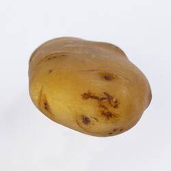 Irregularly shaped light brown model of a potato.