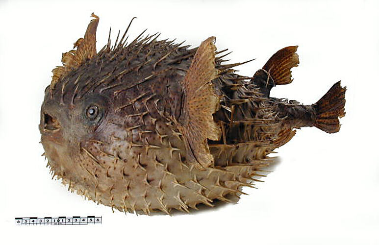 Inflated porcupine fish specimen beside scale bar.