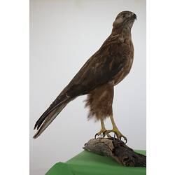 <em>Buteo jamaicensis</em>, Red-tailed Hawk, mount.  Registration no. B 20964.