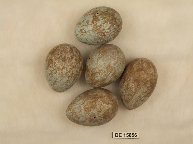 Five bird eggs with specimen label.