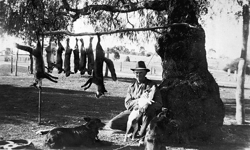 [Rabbits and foxes strung up on a tree, Boweya, near Wangaratta, about 1925.]