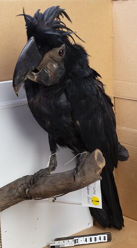 Mounted black cockatoo specimen with feathery crest.