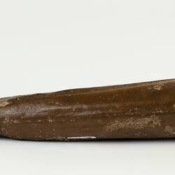 Long, taperered brown fossil whale snout.