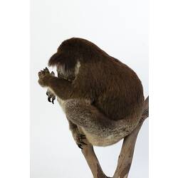 Koala specimen mounted in a sleeping pose on a branch.