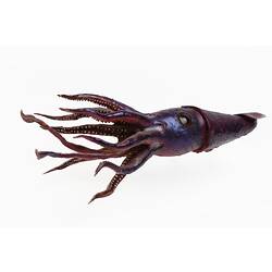 Purple squid model with flowing tentacles.