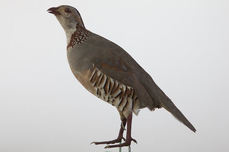 Taxidermied partridge specimen.